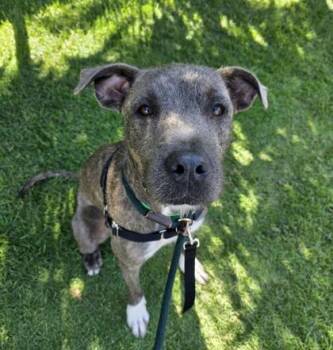 Steelix -  Terrier and Mixed Breed Dog for Adoption in Honolulu, Hawaii - Steelix | PetCurious