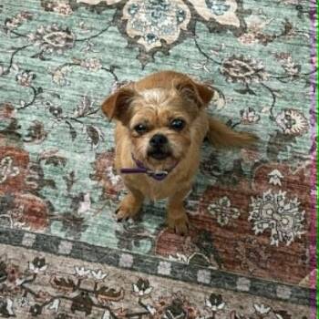 Terrier Dogs Available for Adoption in Justin, Texas - Peanut | PetCurious