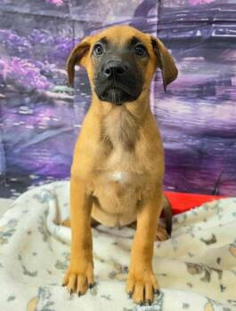 Mew -  German Shepherd Dog and Labrador Retriever Dog for Adoption in Sedalia, Colorado - Mew | PetCurious