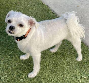 Rescue Maltese and Shih Tzu Dogs for Adoption in Los Angeles, California - Auggie | PetCurious
