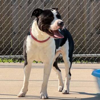 Marshall -  Pit Bull Terrier Dog for Adoption in Martinsville, Indiana - Marshall | PetCurious
