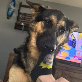 Justice -  German Shepherd Dog Dog for Adoption in Hammond, Louisiana - Justice | PetCurious