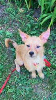Bedrock Orange -  Cairn Terrier Dog for Adoption in Mukwonago, Wisconsin - Bedrock Orange | PetCurious