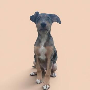 Mixed Breed Dogs Available for Adoption in Elyria, Ohio - Licorice | PetCurious
