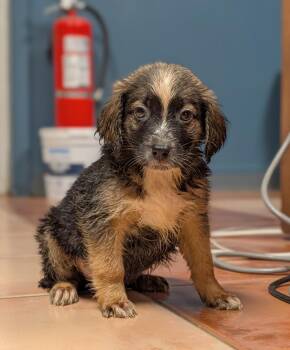 Ajax - Blytheville Litter of 8 -  Australian Shepherd and Labrador Retriever Dog for Adoption in Horn Lake, Mississippi - Ajax - Blytheville Litter Of 8 | PetCurious