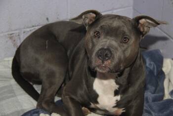 Pit Bull Terrier Dogs Available for Adoption - Pearl  | PetCurious