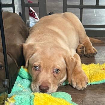 Puptart -  Labrador Retriever Dog for Adoption in Cincinnati, Ohio - Puptart | PetCurious