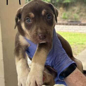 Husky and Mixed Breed Dogs Available for Adoption in Lucedale, Mississippi - MALE PUP 1 | PetCurious