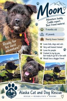 Moon -  Husky and Standard Poodle Dog for Adoption in Wasilla, Alaska - Moon | PetCurious