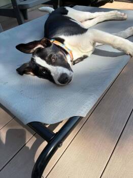 Mixed Breed Dogs Available for Adoption in Germantown, Ohio - Mason | PetCurious