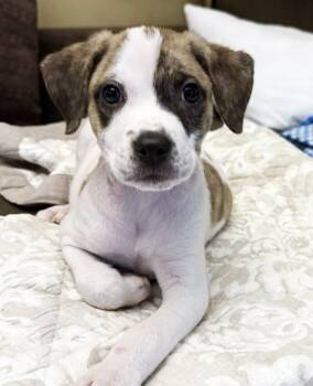 Boxer and Hound Dogs Available for Adoption in Minneapolis, Minnesota - Jolie | PetCurious