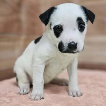 Pit Bull Terrier and Mixed Breed Dogs Available for Adoption in Griswold, Connecticut - Farren | PetCurious