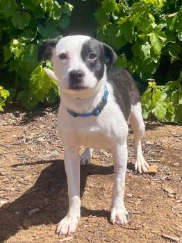 Rat Terrier Dogs Available for Adoption in Jamestown, California - Marlow | PetCurious