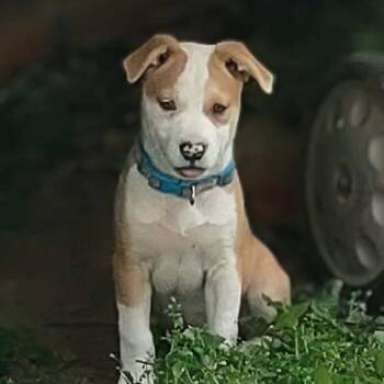 Pit Bull Terrier and Mixed Breed Dogs Available for Adoption in Nashville, Tennessee - Etna | PetCurious
