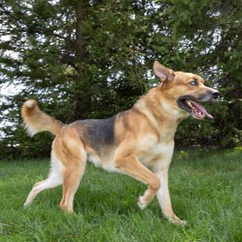Willy -  Mixed Breed Dog for Adoption in Erie, Pennsylvania - Willy | PetCurious