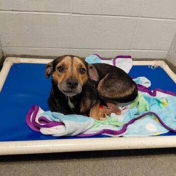 Rat Terrier and Mixed Breed Dogs Available for Adoption - SAMMIE | PetCurious