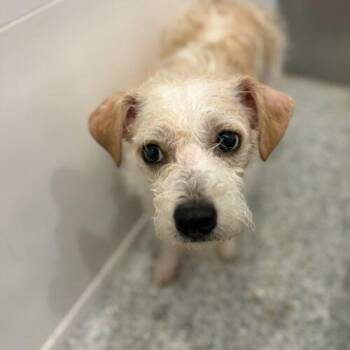 Wilbur -  Chihuahua and Cockapoo Dog for Adoption in Vienna, Ontario - Wilbur | PetCurious