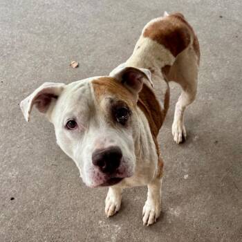 Zuzu -  Mixed Breed Dog for Adoption in Edwardsville, Illinois - Zuzu | PetCurious