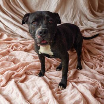 Moon -  American Bulldog and Mixed Breed Dog for Adoption in Tylertown, Mississippi - Moon | PetCurious