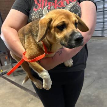 Spencer -  Terrier Dog for Adoption in Birmingham, Alabama - Spencer | PetCurious