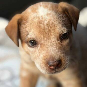 Rescue Cattle Dog Dogs for Adoption in Springboro, Ohio - Roo | PetCurious