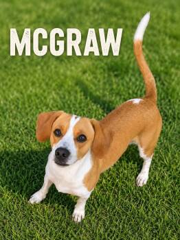 McGraw -  Dachshund Dog for Adoption in Momence, Illinois - McGraw | PetCurious