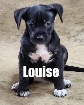 Louise -  Shepherd Dog for Adoption in Irwin, Pennsylvania - Louise | PetCurious