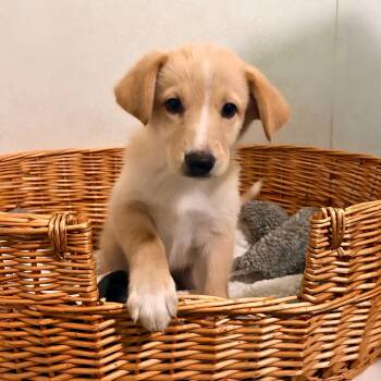 Nacho Cheese -  Shepherd Dog for Adoption in Belleville, Illinois - Nacho Cheese | PetCurious