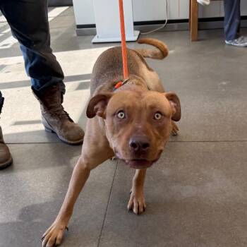 Mixed Breed Dogs Available for Adoption in York, Pennsylvania - YORK-Stray-15754_2 | PetCurious