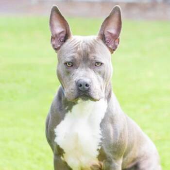 Pit Bull Terrier Dogs Available for Adoption - KOI | PetCurious