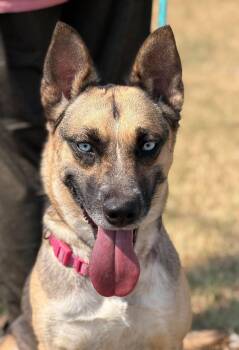 Scrappy -  Mixed Breed Dog for Adoption in Northwood, New Hampshire - Scrappy | PetCurious