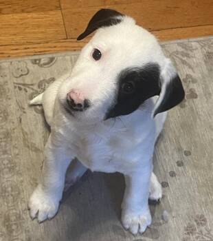 Tank -  Terrier Dog for Adoption in Fort Collins, Colorado - Tank | PetCurious