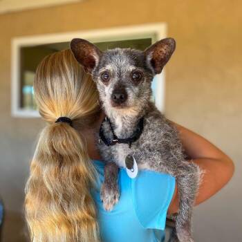 Nerf -  Terrier Dog for Adoption in Ramona, California - Nerf | PetCurious