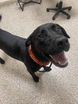 Bug -  Boxer and Pit Bull Terrier Dog for Adoption in Vancouver, Washington - Bug | PetCurious