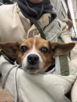 Chihuahua and Mixed Breed Dogs Available for Adoption - Crystal | PetCurious