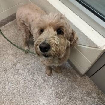 Poodle and Mixed Breed Dogs Available for Adoption in Pueblo, Colorado - TALIA | PetCurious