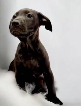 Cane Corso and Labrador Retriever Dogs Available for Adoption in Fort Myers, Florida - RC-2mo Old Puppy! | PetCurious
