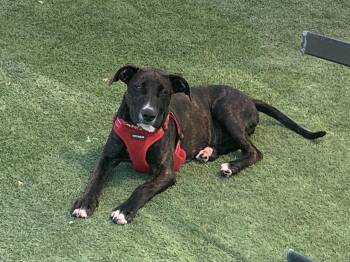 Scully -  Terrier Dog for Adoption in Grass Valley, California - Scully | PetCurious