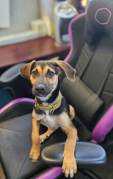 Finn -  Beagle Dog for Adoption in Churchville, New York - Finn | PetCurious