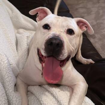 Biscuit -  American Staffordshire Terrier Dog for Adoption in San Antonio, Texas - Biscuit | PetCurious