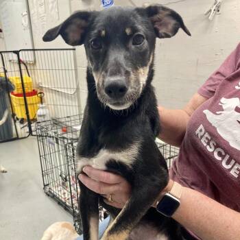 Polka Dot -  Black Mouth Cur and Hound Dog for Adoption in Groveland, Massachusetts - Polka Dot | PetCurious