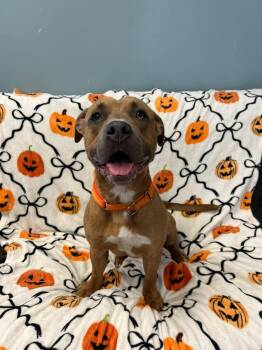 Bowie -  Pit Bull Terrier Dog for Adoption in Marion, Ohio - Bowie | PetCurious