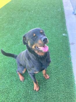Rottweiler Dogs Available for Adoption in Jackson, Tennessee - Titan | PetCurious