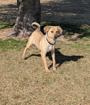 Roxy -  Labrador Retriever Dog for Adoption in Dalworthington Gardens, Texas - Roxy | PetCurious