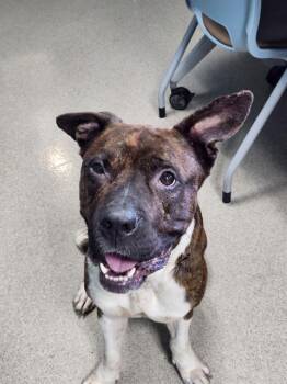 Rescue American Staffordshire Terrier and Mixed Breed Dogs for Adoption in Newton, North Carolina - BRIX | PetCurious