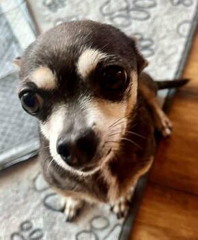 Rescue Chihuahua Dogs for Adoption in Grand Terrace, California - Calla | PetCurious