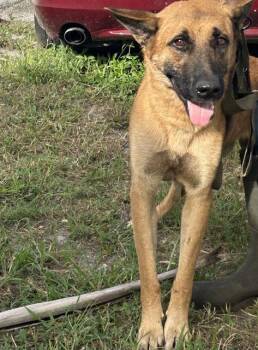 Rescue German Shepherd Dog Dogs for Adoption in Doral, Florida - ZEUS | PetCurious