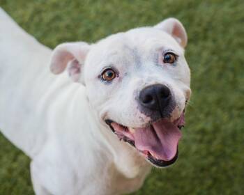 Blanca -  American Staffordshire Terrier Dog for Adoption in Mont Belvieu, Texas - Blanca | PetCurious