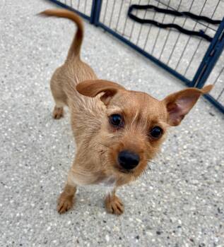 Chihuahua and Yorkshire Terrier Dogs Available for Adoption in Lucedale, Mississippi - Bunnie (7lbs) | PetCurious