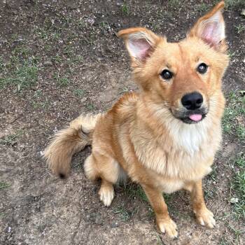 Lana -  Golden Retriever and Chow Chow Dog for Adoption in The Colony, Texas - Lana | PetCurious
